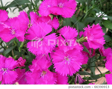 Pelargonium / Hachioji Pelargonium / Hachioji 66390913