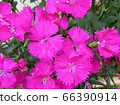 Pelargonium / Hachioji 66390914