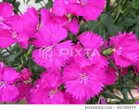 Pelargonium / Hachioji Pelargonium / Hachioji 66390914
