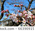 Sakura flowering / Motoyokoyama Park 66390915