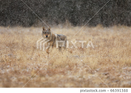 Gray wolf (Canis lupus) in taiga in snowy winter Gray wolf (Canis lupus) in taiga in snowy winter 66391388