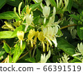 Honeysuckle/Hachioji 66391519