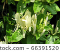 Honeysuckle/Hachioji 66391520