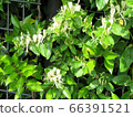 Honeysuckle/Hachioji 66391521