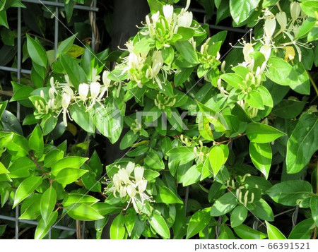 Honeysuckle/Hachioji Honeysuckle/Hachioji 66391521