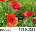 Poppies / Komiya Park 66391523
