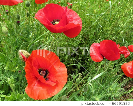 Poppies / Komiya Park Poppies / Komiya Park 66391523