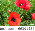 Poppies / Komiya Park 66391524