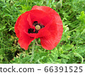 Poppies / Komiya Park 66391525