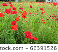 Poppies / Komiya Park 66391526