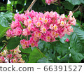 Maronie / Hachioji 66391527