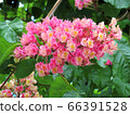 Maronie / Hachioji 66391528