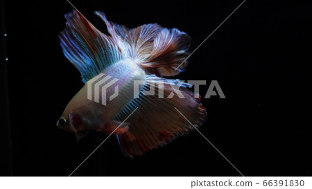Tropical fish Betta full moon mirror 66391830