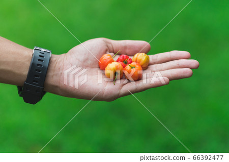 Handful of red fruits (Barbados or Thai cherry) on a hand's palm Handful of red fruits (Barbados or Thai cherry) on a hand's palm 66392477