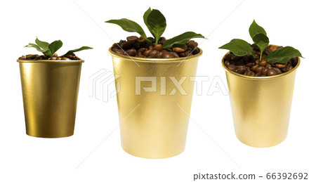 Golden coffee cups with coffee beans and leaves 66392692