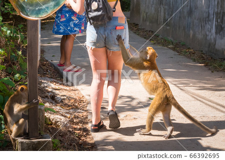 Monkey begs food from a walking traveler, touching the shorts' rear pocket with a smartphone. Thefts of phones and cameras committed by wild monkeys are not uncommon 66392695