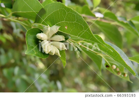 Egone cat locust aphid gall Egone cat locust aphid gall 66393193