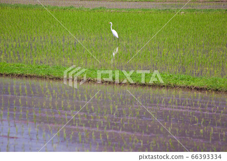 Rice fields and Shirasagi that have been planted Rice fields and Shirasagi that have been planted 66393334