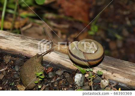 Misu Mimei Misu Mimei 66393369