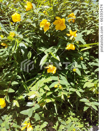 Gold thread plum blooming on the street Gold thread plum blooming on the street 66393474