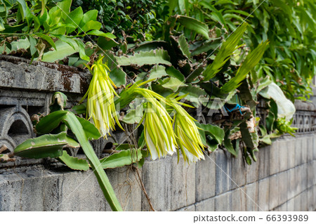 The horizontal position of a dragon fruit flower that blooms on a block wall of a traditional Okinawan house The horizontal position of a dragon fruit flower that blooms on a block wall of a traditional Okinawan house 66393989
