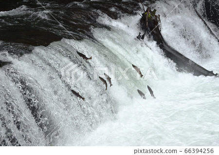 The upstream of cherry salmon (Sakura Falls, Kiyosato Town, Hokkaido) 66394256