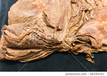 Tobacco leaves lying on moistened fabric 66394381