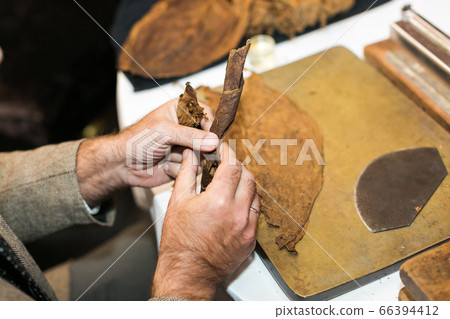 A close-up plan to roll fermented sheets into a top quality cigar. A close-up plan to roll fermented sheets into a top quality cigar. 66394412