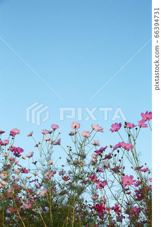 藍天和波斯菊花 66394731