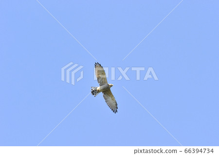Flying Sashiba (Matsumoto City, Nagano Prefecture) Flying Sashiba (Matsumoto City, Nagano Prefecture) 66394734