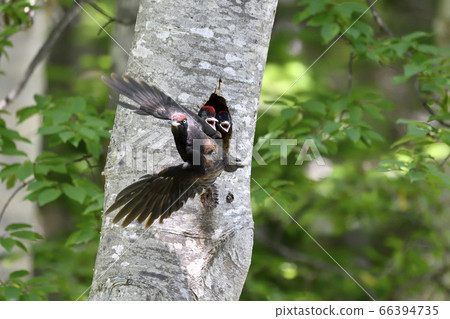 Kumagera flying out of the nest (Shiretoko, Hokkaido) Kumagera flying out of the nest (Shiretoko, Hokkaido) 66394735