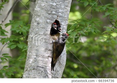 Bear-necking parenting (Shiretoko, Hokkaido) Bear-necking parenting (Shiretoko, Hokkaido) 66394736