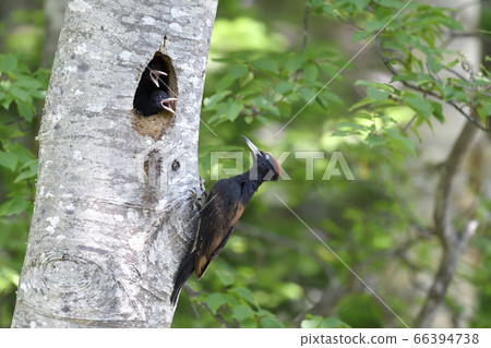 Bear-necking parenting (Shiretoko, Hokkaido) Bear-necking parenting (Shiretoko, Hokkaido) 66394738