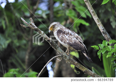 Young Crested Eagle (Ishigaki Island, Okinawa Prefecture) Young Crested Eagle (Ishigaki Island, Okinawa Prefecture) 66394789