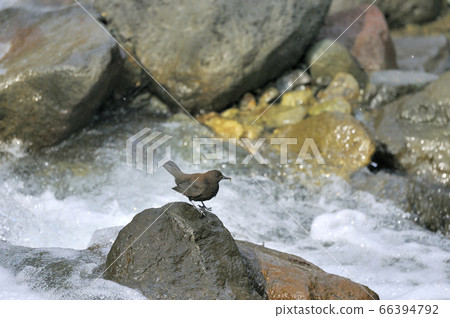 River glass of mountain stream (Hokkaido, Shiretoko) River glass of mountain stream (Hokkaido, Shiretoko) 66394792