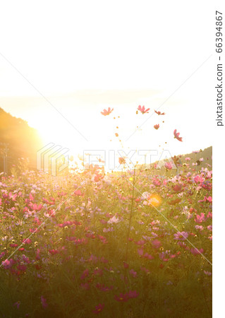 Cosmos field of sunset 66394867