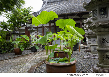 Lotus leaf of Ryokoji famous for hydrangea 66395013