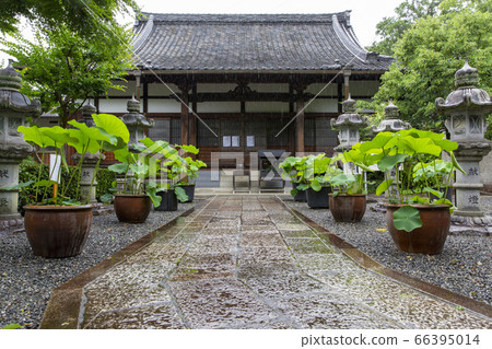 Raikoji Temple, famous for hydrangea 66395014