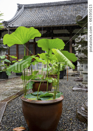 Lotus leaf of Ryokoji famous for hydrangea 66395015