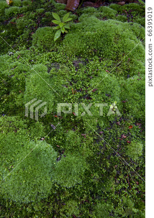 Raikoji Temple, famous for hydrangea 66395019