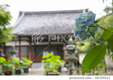 繡球而聞名的八里寺的繡球 66395031