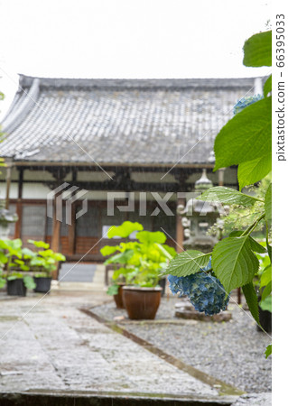 繡球而聞名的八里寺的繡球 66395033