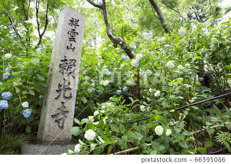 Raikoji Temple, famous for hydrangea 66395086