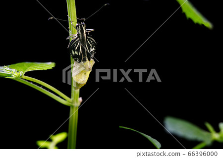 Swallowtail moment of emergence, day 12 66396000