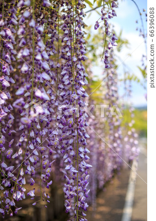 Wisteria curtain Wisteria curtain 66396088