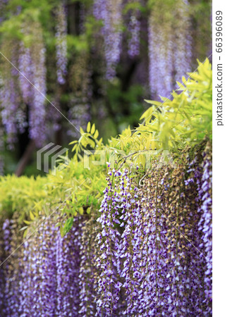 Wisteria curtain 66396089