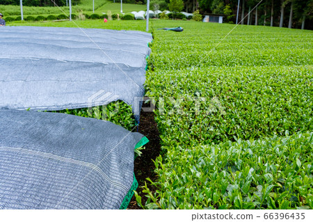 京都府和az町Kabusecha Cover Culture 京都府和az町Kabusecha Cover Culture 66396435