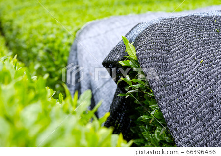 Kabusecha Cover Culture, Wazuka Town, Kyoto Prefecture 66396436