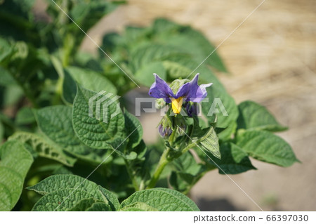Dark blue potato flower 66397030