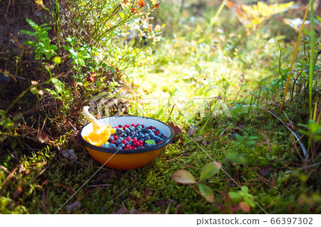 Natural food picked up in the forest. Blueberries and lingonberries with chanterelle mushroom in a bowl on among moss & berry plants lit with sunlight. Concept of healthy nourishment, foraging. Natural food picked up in the forest. Blueberries and lingonberries with chanterelle mushroom in a bowl on among moss & berry plants lit with sunlight. Concept of healthy nourishment, foraging. 66397302